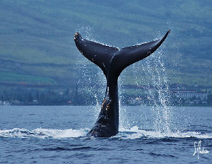 This Humpback enjoys the afternoon playing off the Maui c... by Steven Anderson 